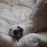 Houndgirl