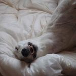 Houndgirl