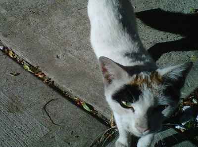 NWR: Anyone in the NYC are want a kitten? =/