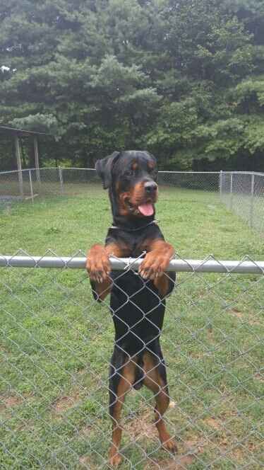 Furbabies?(non wedding post)