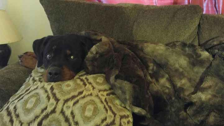 NWR:  Show me your fur babies!