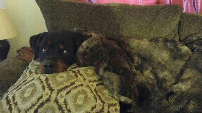 NWR:  Show me your fur babies!