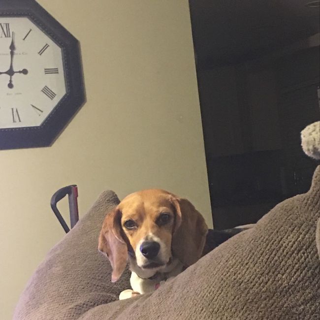 Pets "helping" you make things