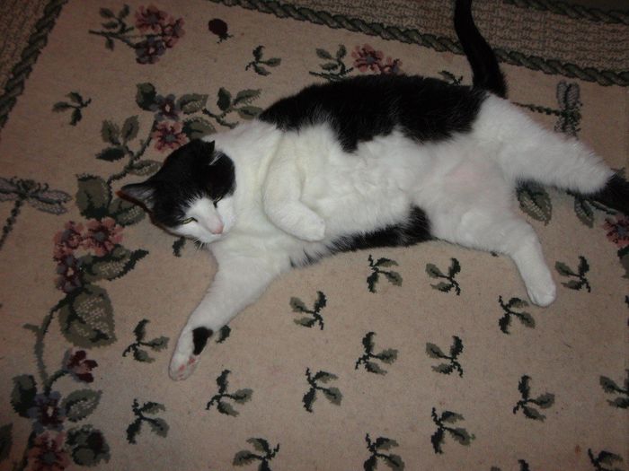 NWR: Pics of your pets :)