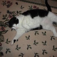 NWR: Pics of your pets :)