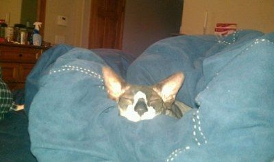 NWR: Furry Friends