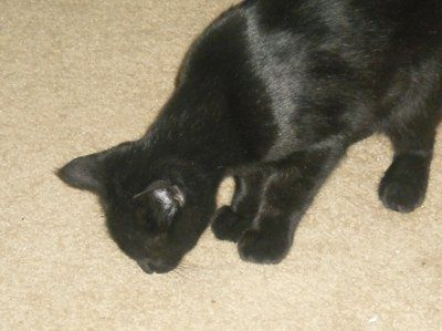 We got a new (Fur)baby *update with a few pics.*