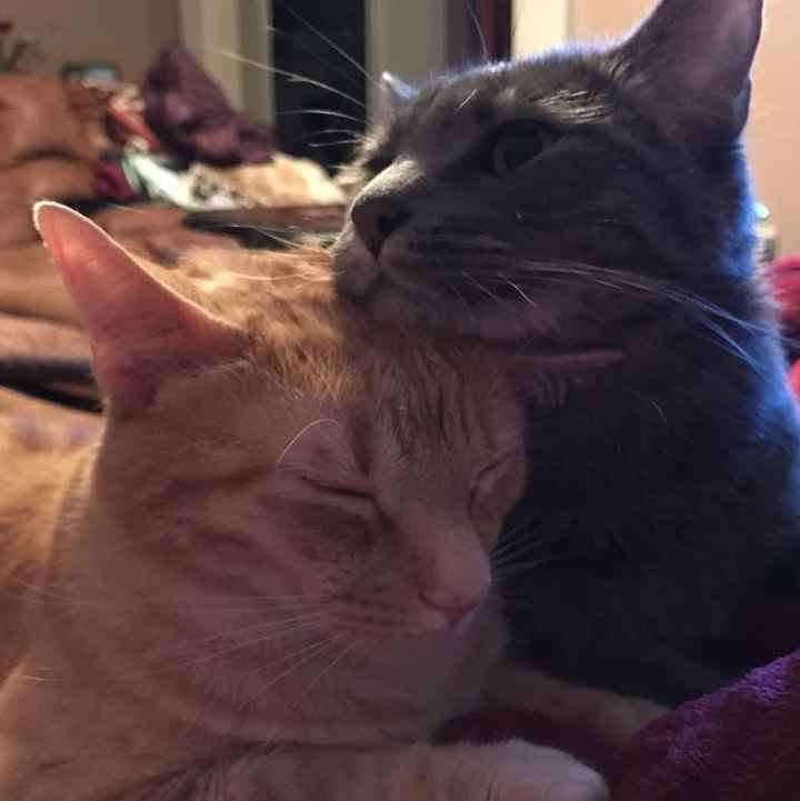 Let me see those fur babies!