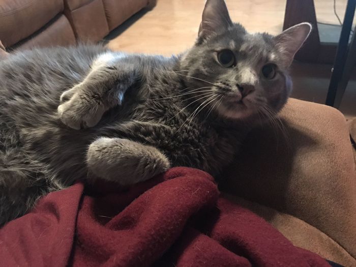 NWR: Silly pictures of your pets