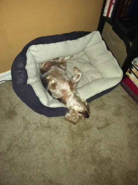 NWR: Lets See Your Fur Babies!