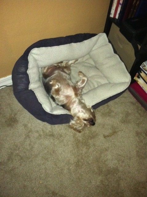 NWR: Lets See Your Fur Babies!
