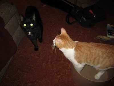 NWR - Furbabies :)