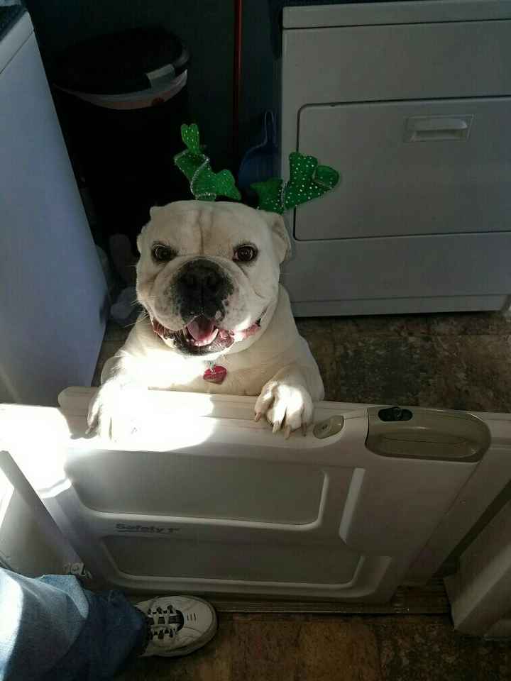 NWR: Puppy Friday!!