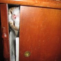 Furbabies!!! Lets show them off!