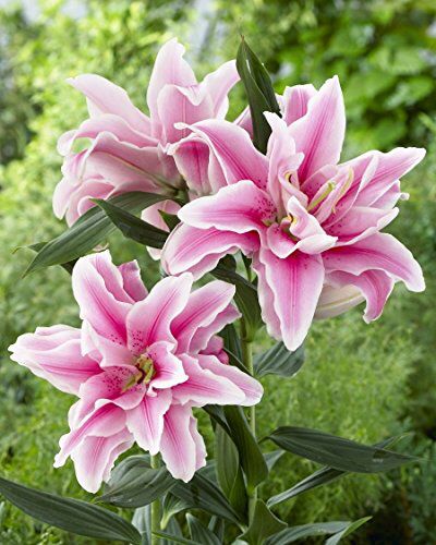 Your Bridal Bouquet Ideas? - 2