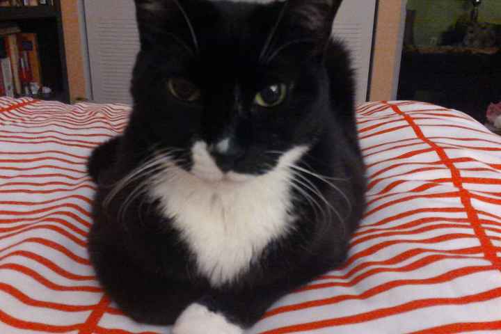 Let me see those fur babies!