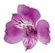 Wholesale flower websites??