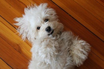 Just for fun- haven't seen the furbabies in awhile