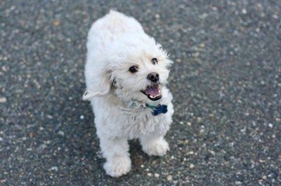NWR: Show off your fur baby!