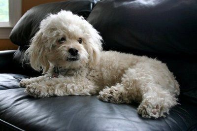 NWR: Dogs or cats?