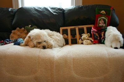 SHARE PICS OF YOUR FUR BABIES CHRISTMAS AND THEIR GIFTS!!!