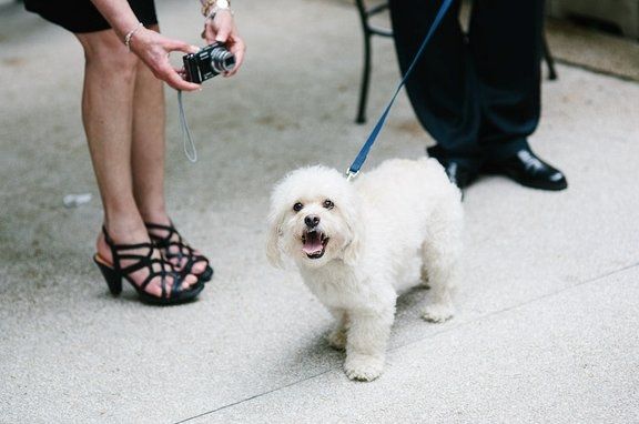 PSA - Martha Gives the Seal of Approval For Pooches of Honor & Wed Party Puppies