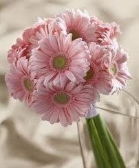 Which Flower?