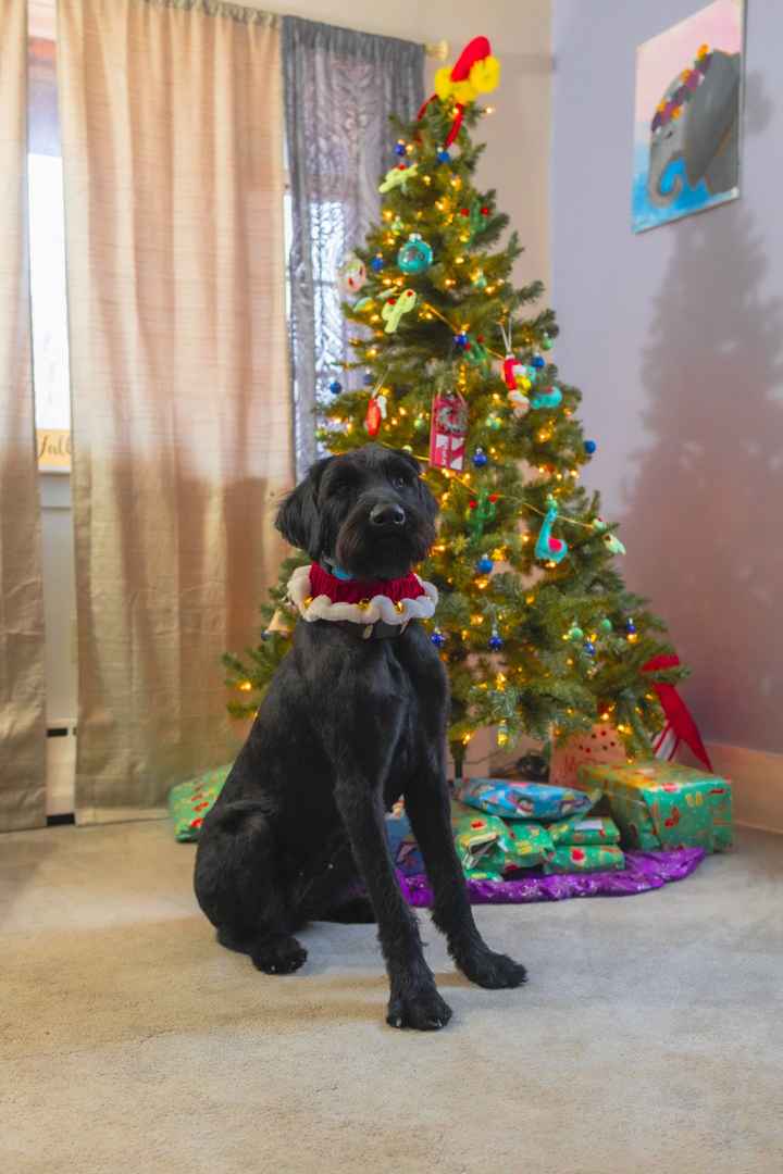 Signature cocktail for our dog! - 1