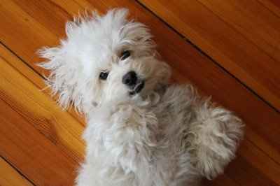 Just for fun- haven't seen the furbabies in awhile
