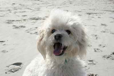 Just for fun- haven't seen the furbabies in awhile
