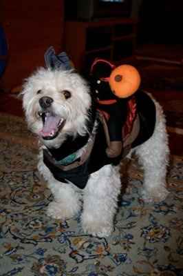 NWR:  Dressing your furbabies up for Halloween?
