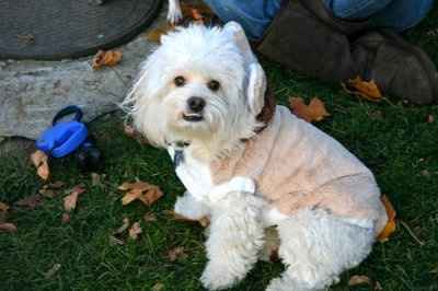 NWR:  Dressing your furbabies up for Halloween?