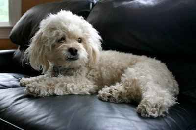 NWR: Show off your fur baby!