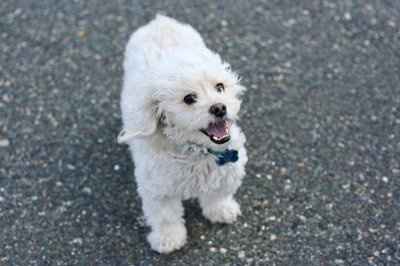NWR: Show off your fur baby!