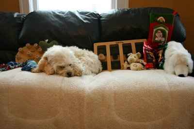 SHARE PICS OF YOUR FUR BABIES CHRISTMAS AND THEIR GIFTS!!!