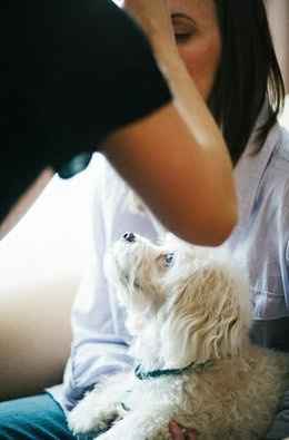 Pet at wedding???