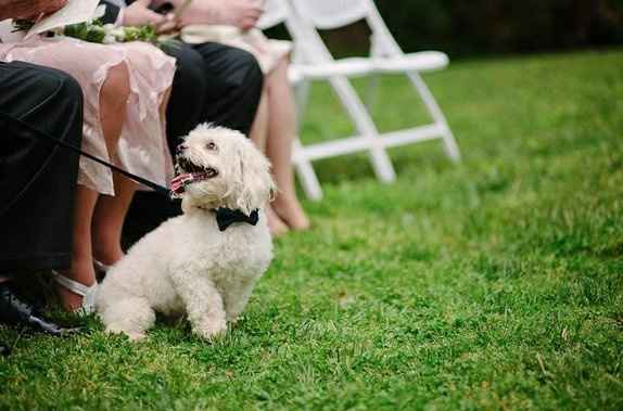 Pet at wedding???