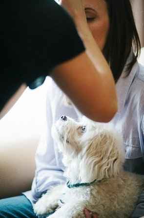 PSA - Martha Gives the Seal of Approval For Pooches of Honor & Wed Party Puppies