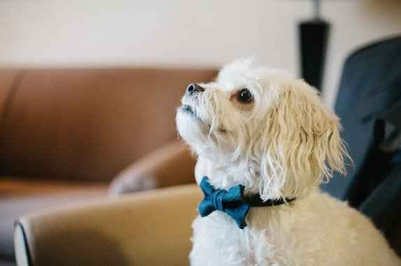 PSA - Martha Gives the Seal of Approval For Pooches of Honor & Wed Party Puppies