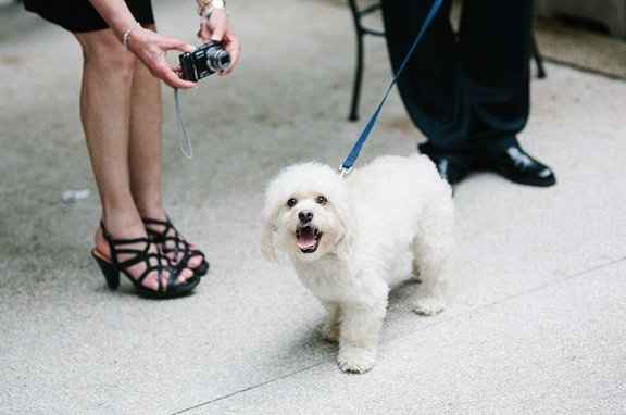 PSA - Martha Gives the Seal of Approval For Pooches of Honor & Wed Party Puppies
