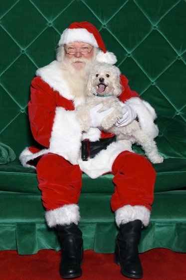 Christmas time with the furbabies!