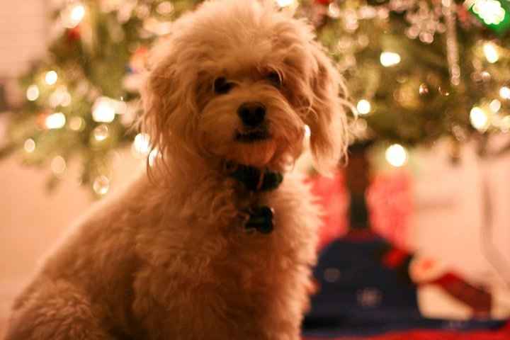 Christmas time with the furbabies!