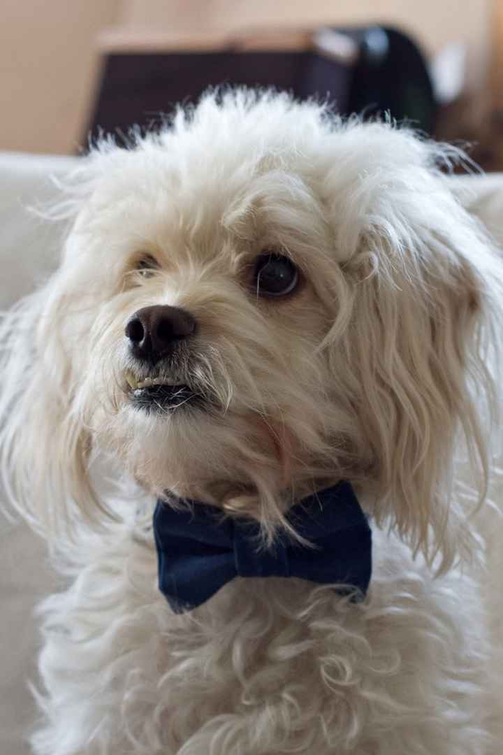 Just for fun: What traditions will you NOT be incorporating into your wedding?