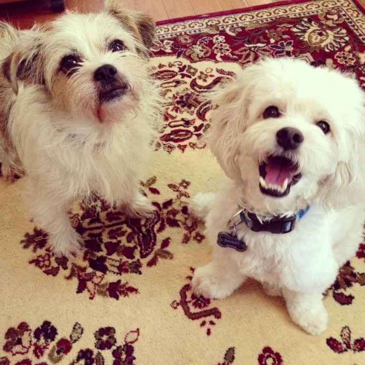 Since we are getting to know each other and everyone LOVES their fur babies!