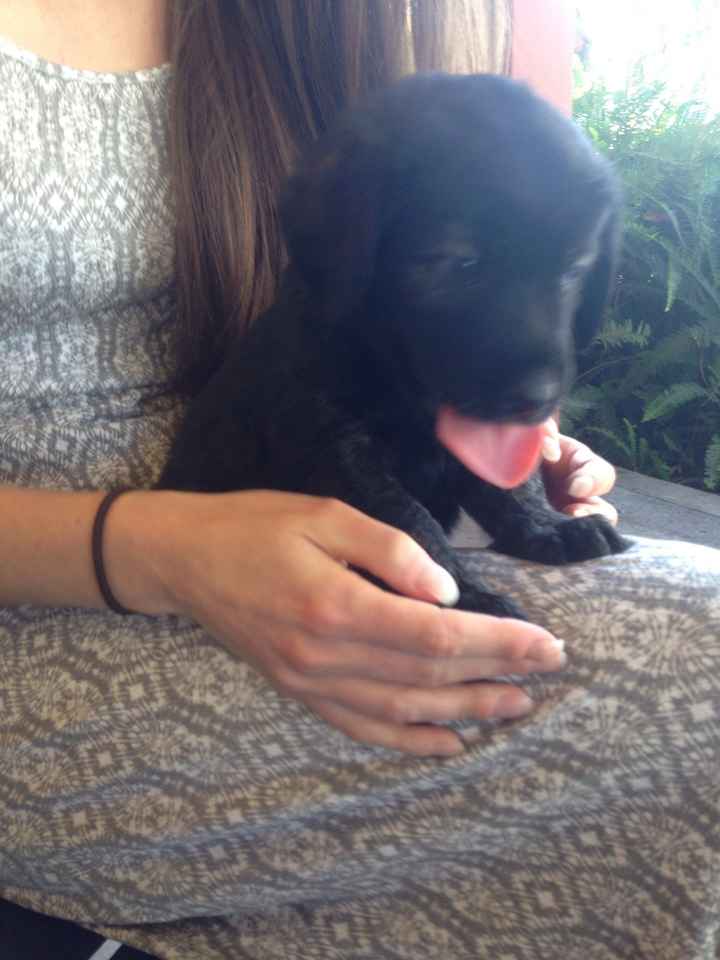 NWR - New puppy! Freaking out with joy! Name help please?