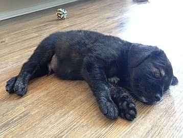 NWR - New puppy! Freaking out with joy! Name help please?