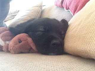 NWR - New puppy! Freaking out with joy! Name help please?