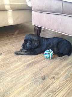 NWR - New puppy! Freaking out with joy! Name help please?