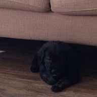 NWR - New puppy! Freaking out with joy! Name help please?