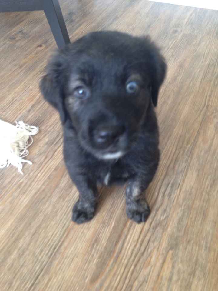 NWR - New puppy! Freaking out with joy! Name help please?